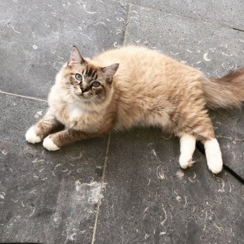 chaton Ragdoll seal tabby mink mitted POIROT L'Eden du Gival