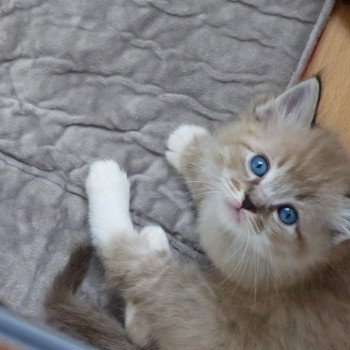 chaton Ragdoll seal tabby mink mitted POIROT L'Eden du Gival