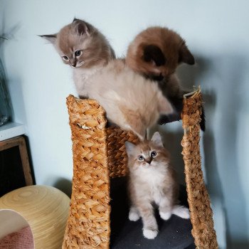 chaton Ragdoll seal tabby mink mitted POIROT L'Eden du Gival