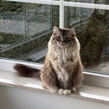 chaton Ragdoll seal tabby mink mitted POIROT L'Eden du Gival