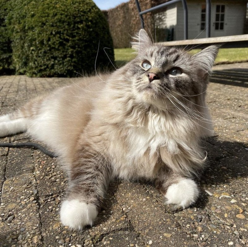 POIROT L'Eden du Gival Mâle Ragdoll