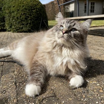 chaton Ragdoll seal tabby mink mitted POIROT L'Eden du Gival