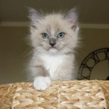 chaton Ragdoll blue mink mitted POKER L'Eden du Gival