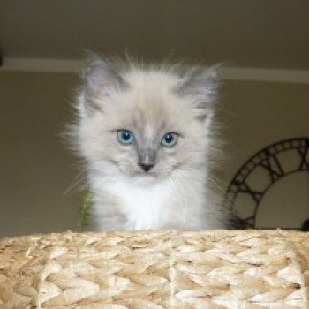 chaton Ragdoll blue mink mitted POKER L'Eden du Gival