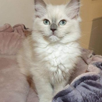 chaton Ragdoll blue mink mitted POKER L'Eden du Gival