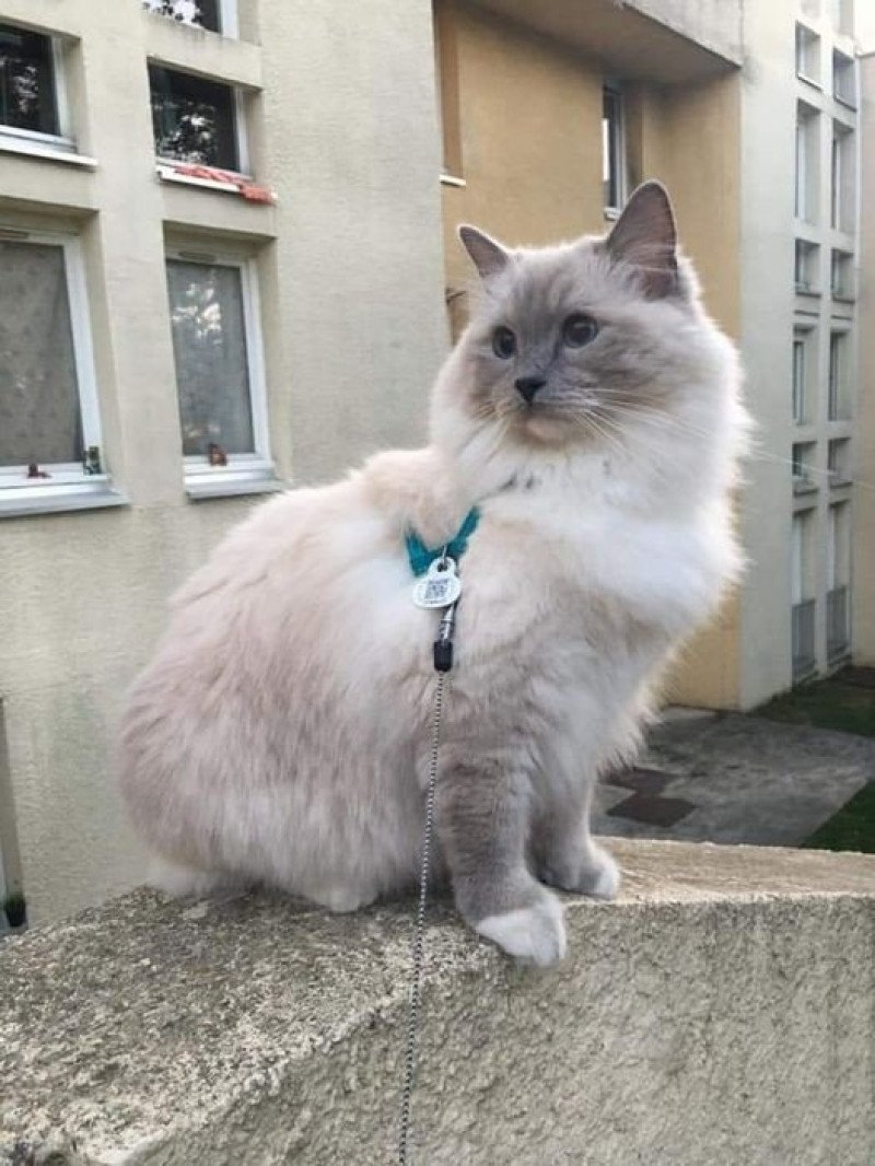 POOKA L'Eden du Gival Mâle Ragdoll POOKA L'Eden du Gival Mâle Ragdoll