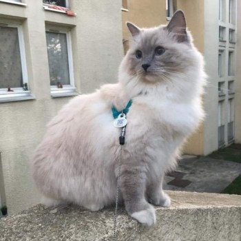 chaton Ragdoll blue point mitted POOKA L'Eden du Gival