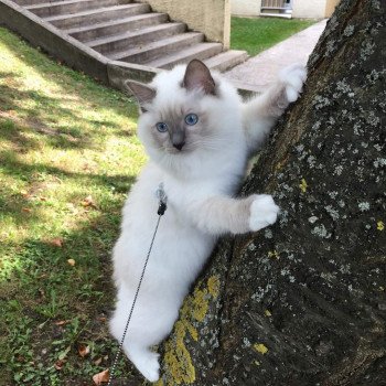 chaton Ragdoll blue point mitted POOKA L'Eden du Gival