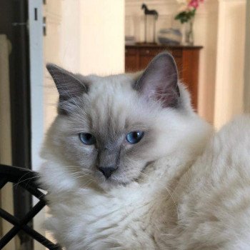 chaton Ragdoll blue point mitted POOKA L'Eden du Gival