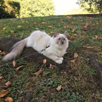 chaton Ragdoll blue point mitted POOKA L'Eden du Gival