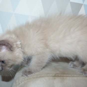 chaton Ragdoll lilac mink PRAIA L'Eden du Gival