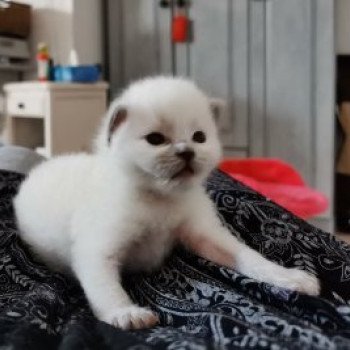 chaton Ragdoll PRINCESS L'Eden du Gival