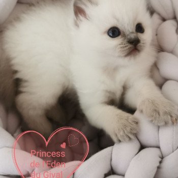 chaton Ragdoll PRINCESS L'Eden du Gival