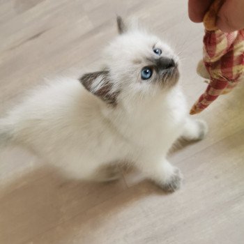 chaton Ragdoll PRINCESS L'Eden du Gival