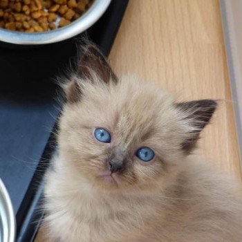 chaton Ragdoll PTITE DEMEHLZA L'Eden du Gival