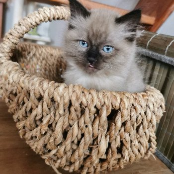 chaton Ragdoll PTITE DEMEHLZA L'Eden du Gival