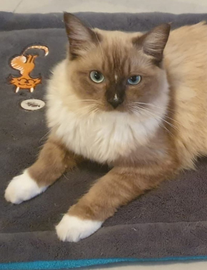 PUCCI L'Eden du Gival Mâle Ragdoll