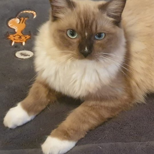 PUCCI L'Eden du Gival Mâle Ragdoll