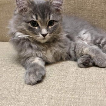 chaton Ragdoll blue tabby QASANOVA L'Eden du Gival