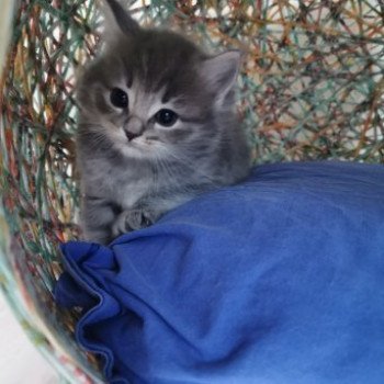 chaton Ragdoll blue tabby QASANOVA L'Eden du Gival