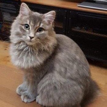 chaton Ragdoll blue tabby QASANOVA L'Eden du Gival