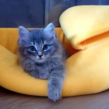 chaton Ragdoll blue tabby QASANOVA L'Eden du Gival