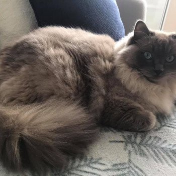 chaton Ragdoll blue mink QIWI L'Eden du Gival