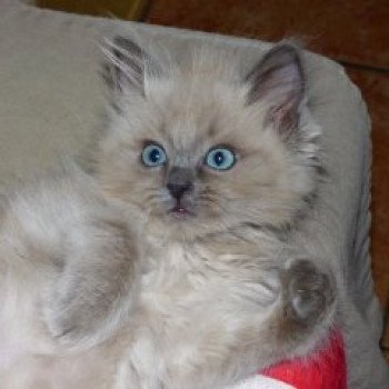 chaton Ragdoll blue mink QIWI L'Eden du Gival