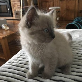 chaton Ragdoll blue mink QIWI L'Eden du Gival