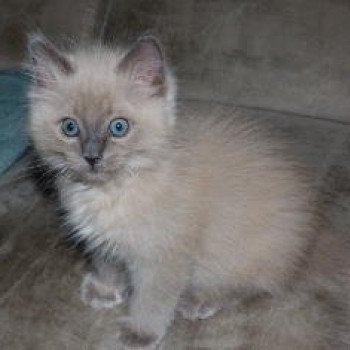 chaton Ragdoll blue mink QIWI L'Eden du Gival