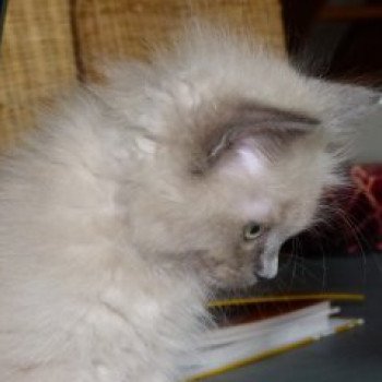 chaton Ragdoll blue mink QIWI L'Eden du Gival