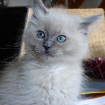 chaton Ragdoll blue mink QIWI L'Eden du Gival