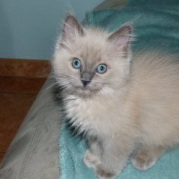 chaton Ragdoll blue mink QIWI L'Eden du Gival