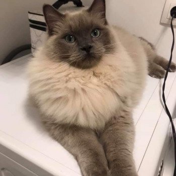 chaton Ragdoll blue mink QIWI L'Eden du Gival