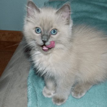 chaton Ragdoll blue mink QIWI L'Eden du Gival