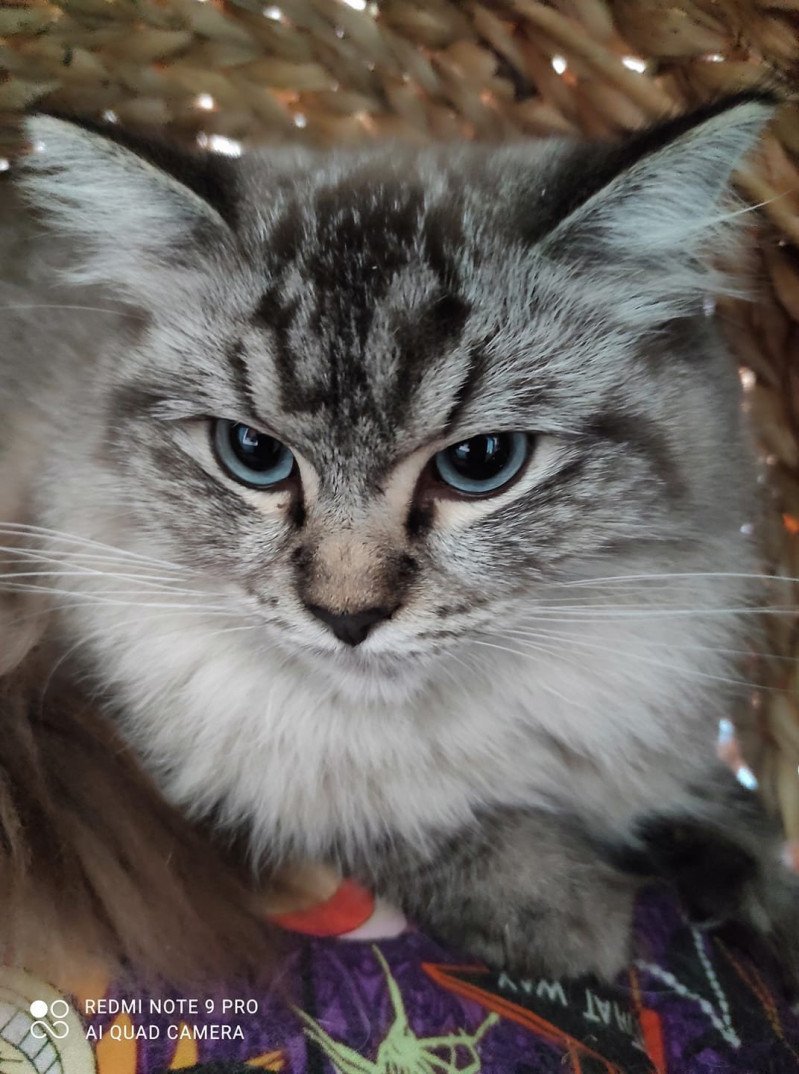 QUAYA L'Eden du Gival Femelle Ragdoll QUAYA L'Eden du Gival Femelle Ragdoll