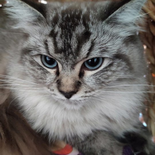 QUAYA L'Eden du Gival Femelle Ragdoll
