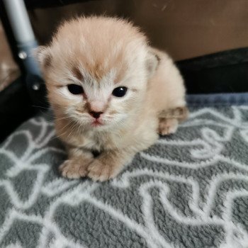 chaton Ragdoll seal tabby mink QUAYA L'Eden du Gival