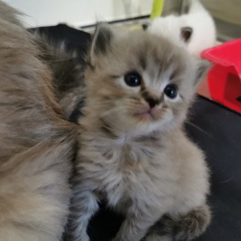 chaton Ragdoll seal tabby mink QUAYA L'Eden du Gival