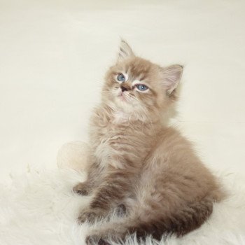 chaton Ragdoll seal tabby mink QUAYA L'Eden du Gival