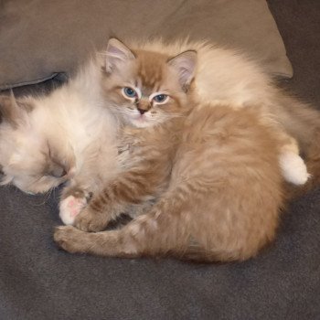 chaton Ragdoll seal tabby mink QUAYA L'Eden du Gival