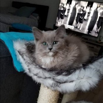 chaton Ragdoll blue sepia mitted QUEEN L'Eden du Gival