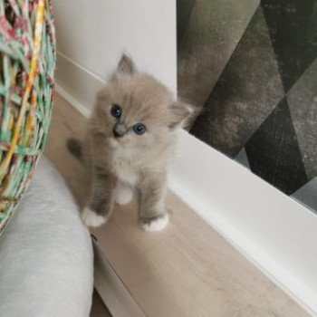 chaton Ragdoll blue sepia mitted QUEEN L'Eden du Gival