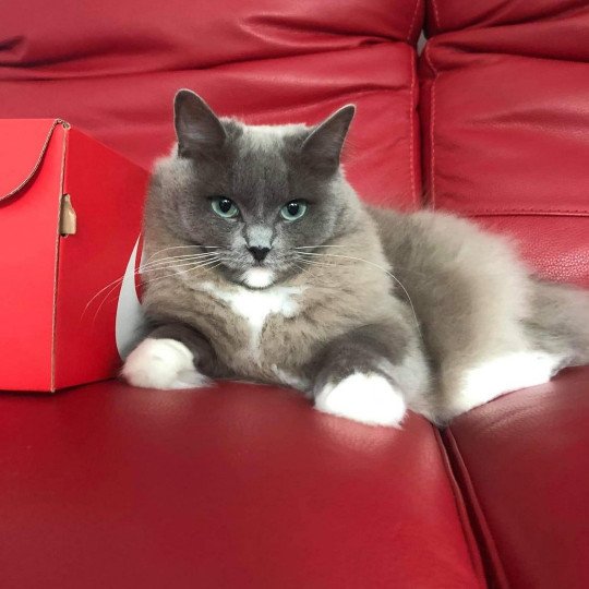 QUEEN L'Eden du Gival Femelle Ragdoll