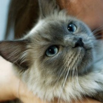 chaton Ragdoll blue sepia QUICKY L'Eden du Gival