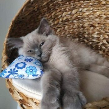 chaton Ragdoll blue sepia QUICKY L'Eden du Gival