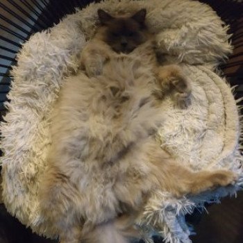 chaton Ragdoll blue sepia QUICKY L'Eden du Gival