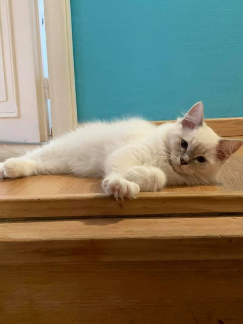 RADJA L'Eden du Gival Mâle Ragdoll