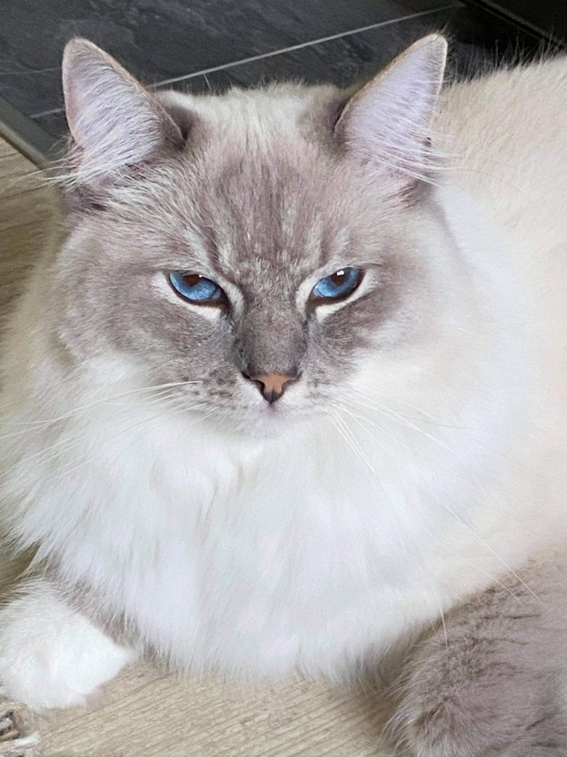 RADJA L'Eden du Gival Mâle Ragdoll RADJA L'Eden du Gival Mâle Ragdoll