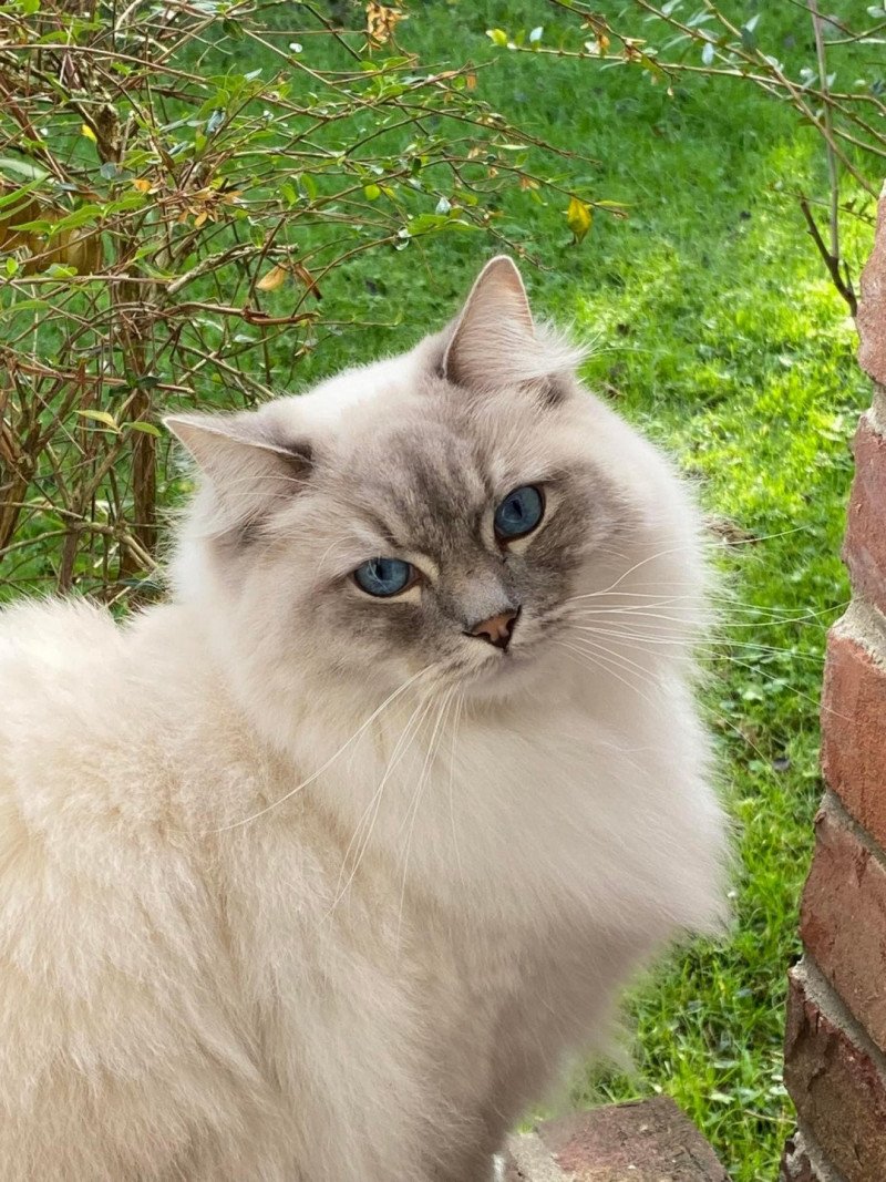 RADJA L'Eden du Gival Mâle Ragdoll